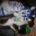 Kira &Science dog 2